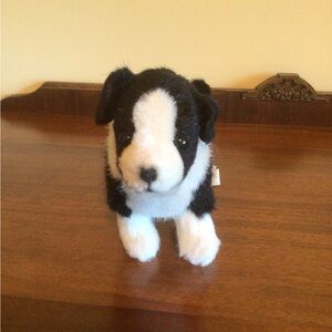 Kosen Border Collie Dog